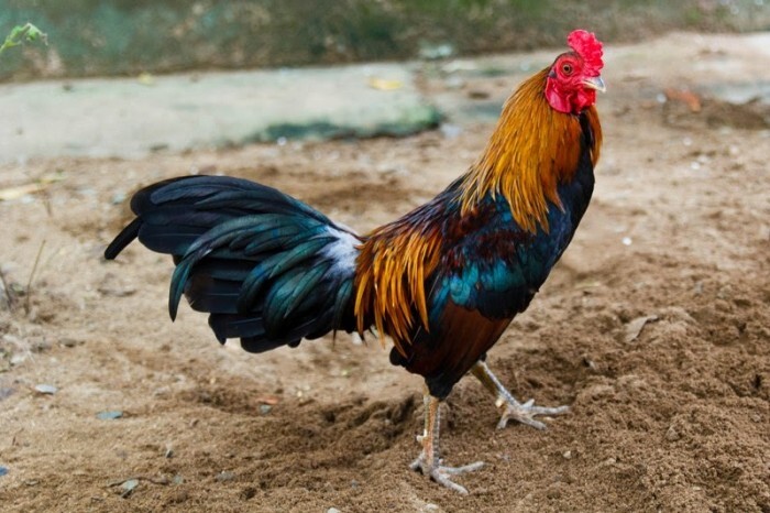 Cách nuôi gà đá tới pin - chọn giống gà