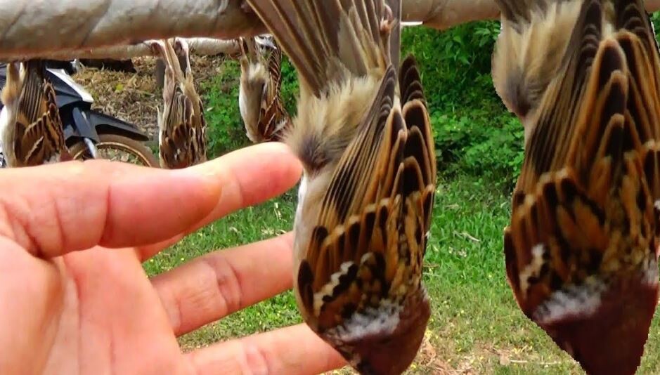 Chim sẻ số mấy với trường hợp mơ thấy mình bắt chim sẻ