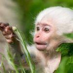 Giấc mộng con khỉ số mấy? Giải mã ý nghĩa mơ thấy con khỉ chi tiết