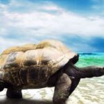 Con rùa số mấy: Ý nghĩa tâm linh và con số phù hợp nhất?
