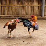 Trải nghiệm đá gà trực tiếp – Mãn nhãn mọi trận đấu