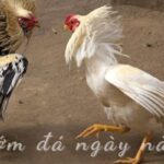 Gà bướm đá ngày nào tốt? Cách xem ngày chuẩn cho sư kê