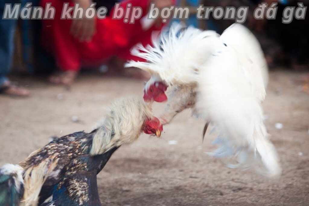 Lý giải những mánh khóe bịp bợm xuất hiện trong đá gà